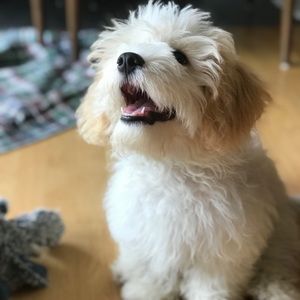 Meet your Posher, Luna